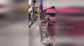 Moose wanders into garage to inspect fire truck in Alaska