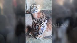 Two endangered Sumatran tiger cubs were born again in a wildlife park, which is an area outside the Sumatran tiger's natural habitat.