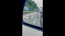 Monkey 'highwaymen' hold up cars to demand food