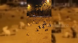 Saudi Arabia: Hundreds of Cats Take Over Street in Saudi Arabia