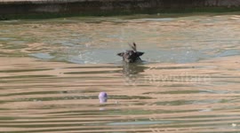 Dogs beat the heat by taking a dip in Greenwich Park as UK braces for 35C temperatures