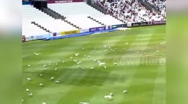 Footage shows hundreds of seagulls swarming cricket pitch as they hunt flying ants