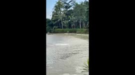 Crocodile drags away grandfather, 80, as frantic residents chase after beast