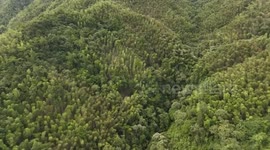 China: Drones cut costs of transporting bamboo in E China