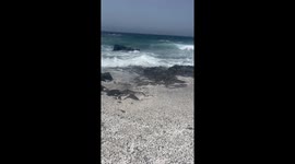 Beach covered in fossilised algae that looks like popcorn