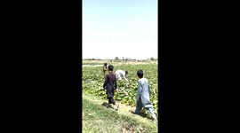Armenian Cucumbers: A New Hope in the Fields of Kabul