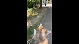 Chihuahua buzzes through the air in playful walk moment in Moscow, Russia