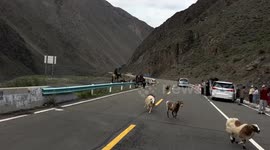 Sheep narrowly avoids car on Duku Highway in Xinjiang, China