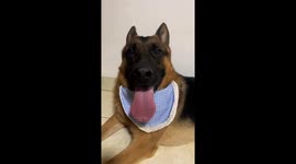 German Shepherd cools down after walk in Hunan, China