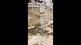 Duck plays in puddle while avoiding foot in Guizhou, China