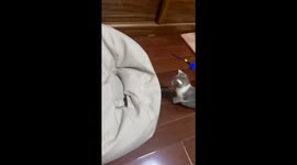 Kitten leaps onto bean bag and playfully stays in Zhejiang, China