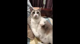 Cat shows quirky claw-flexing habit in Beijing, China