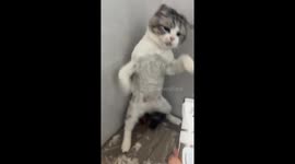 Cat reacts to grooming shaver in Henan, China