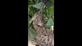 Cat calmly munches on cucumber in Xinjiang, China