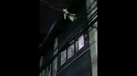 Cat seen relaxing on overhead cables in Taguig, Philippines