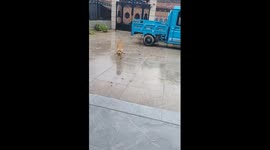 Wet dog slips and tumbles while running in Shandong, China