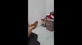 Doubtful dog meets its pup for the first time in Pangasinan, Philippines