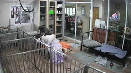 French bulldogs mob owner causing her to topple from chair