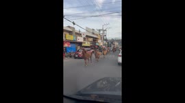 Drivers shocked by herd of ponies trotting along road