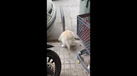 Greek summer 2025. Frixos is too busy searching for some water on the hot asphalt.