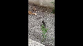 Mama cat and kittens, play in a friendly and safe Greek back yard.