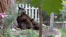 Baby Bear Cubs Nurse From Their Mother