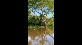Jaguar Jumps From Tree Onto Swimming Alligator
