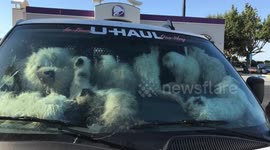 Over 100 Emaciated Cats Found Inside Parked U-Haul Van