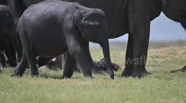 Heartbroken mother elephant refuses to leave calf that died shortly after birth