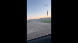 Mama Elk Chases Bear Chasing Her Calf