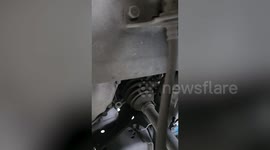 Car service centre employees extracts kitten stuck under customer’s SUV
