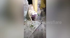 Stray dog stuck in factory compound's wall rescued