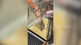 Clingy bamboo rat just wants to play with human