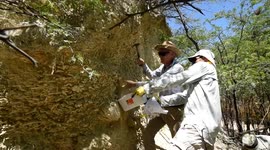Panama: Fossil Reefs Reveal 7000 Years Of Human Damage As Sharks Vanish And Prey Fish Surge In Caribbean