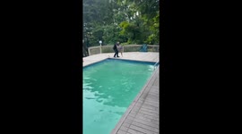 Officer Rescues Fawn Struggling in Backyard Swimming Pool