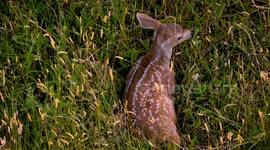 It’s fawn season for the black-tailed deer along the Umpqua River in southwestern Oregon
