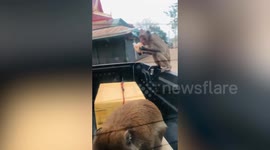 Wild monkeys steal food from the back of pickup truck