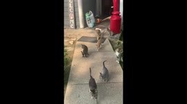 Cat Gets Framed