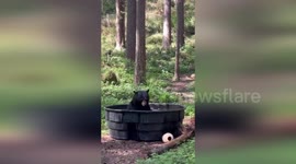 Black bear plays with pot as it cools off in tub of water