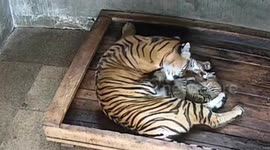 Newborn tiger cubs' howls as mum gives them a wash