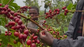 Uganda: Uganda overtakes Ethiopia to be Africa's top coffee exporter