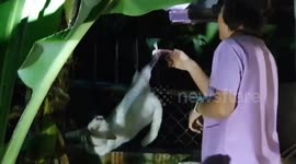Cat rescued after leaping onto iron spike during storm