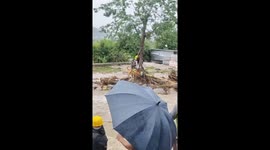 Himachal Fire Department Conducts Dramatic Rescue of dog and his owner Amid Cloudburst Chaos in Karsog, Mandi