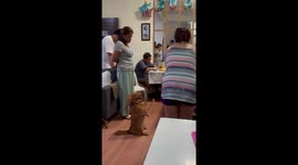 Obedient pet dog stands and prays with family