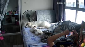Siberian Husky falls off bed while relaxing with owners