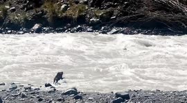 Fearless dog crosses river despite raging torrent
