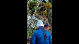 Walk through this mystical moss-covered forest in the Philippines
