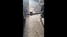 Pigeon eating leftover dog food walks away with bowl stuck on head
