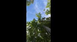 Tourist falls from rope swing and drags tour guide into water with her