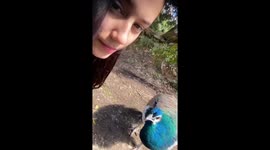 Wild Turkey Pecks Girl's Eye